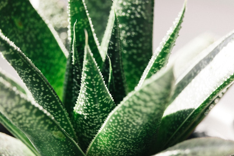 mascarillas caseras con aloe vera para pieles grasas