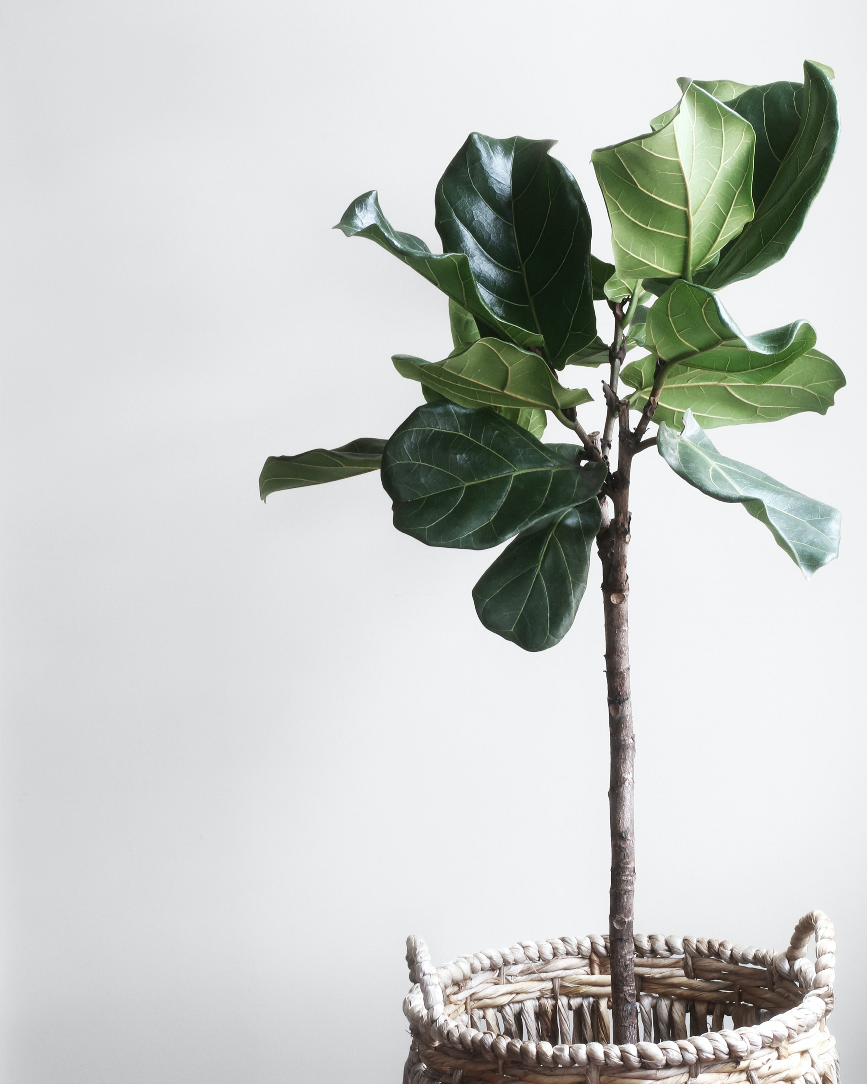 decorar con plantas