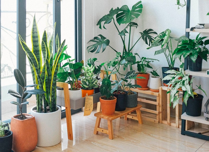 decorar con plantas