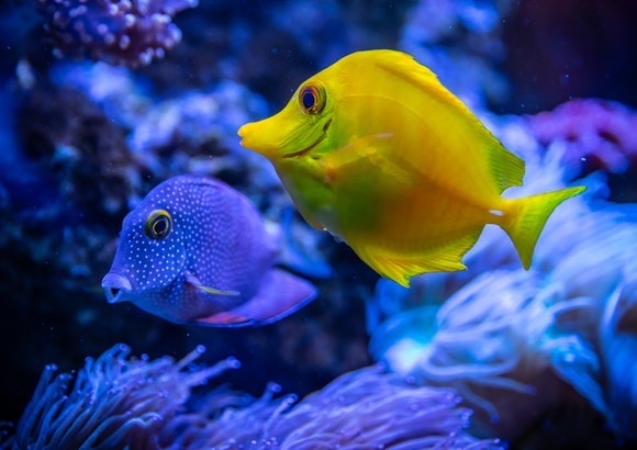 peces