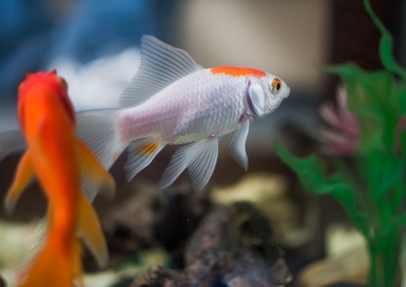 peces
