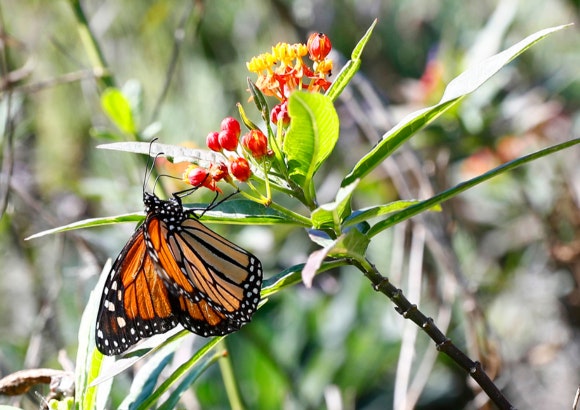 Mariposa Monarca en los jardines de Plaza Mayor