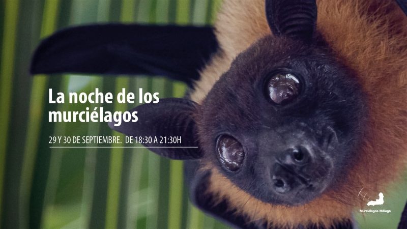 La noche de los murciélagos