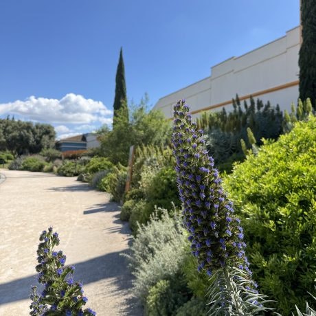 El secreto mejor guardado de Plaza Mayor: El oasis oculto de la biodiversidad